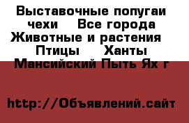 Выставочные попугаи чехи  - Все города Животные и растения » Птицы   . Ханты-Мансийский,Пыть-Ях г.